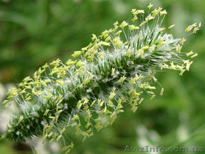 Продам семена Тимофеевки #1154609