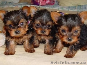 красивые щенки йоркширского терьера #1163801