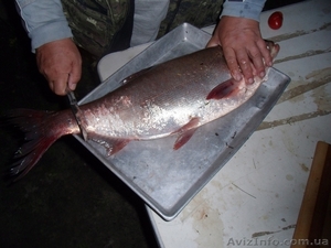 Толстолобик. Живая рыба #1159354