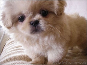 Всё для ваших животных. #1159224