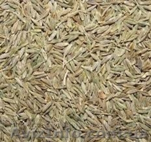 Продам семена Ежа сборная (Грястница) #1154591