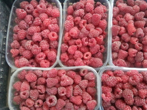 Продажа малыны современных сортов #1155884