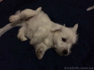 Щенок вест-хайленд-уайт-терьера,  девочка #1174804