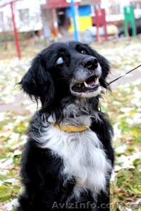 Отдам собаку в хорошие руки,  Киев #1175405