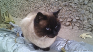 Невероятно красивая кошечка ищет дом #1173942