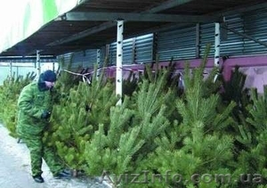 Продажа живые сосны и елки оптом #1171054