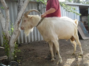 Чистокровный козлик ламанч для случки от молочной козы в Киевской обл.,  с. Ставы #1170009