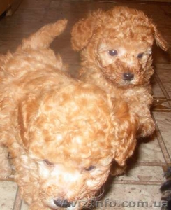 ПУДЕЛЬ КАРЛИКОВЫЙ АБРИКОСОВЫЙ #1182199