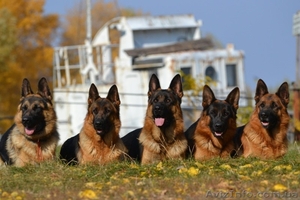 Клуб продает щенков немецкой овчарки #1173381