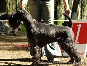 Щенки миттельшнауцера черные,   от элитных родителей, документы КСУ #1178458