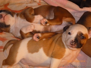 Девочки Ам.Стаф.Терьер. #1175272