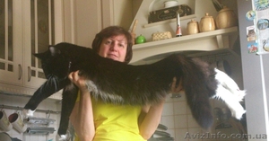 Мейн-кун котята #1080530