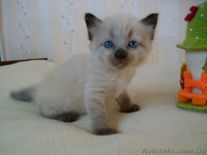 меконгский бобтейл #1175422