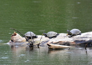 Живописные пейзажи для Вашей фотосессии. #1182192