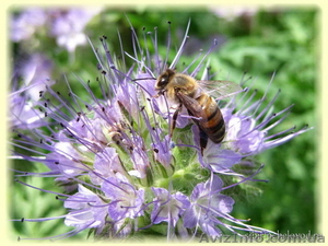 Фацелія,  гірчиця,  люпин #1175352