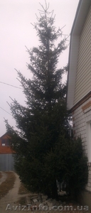 Ель.Крупномер. Европейская зеленая. Высота 7-8 метров. Пригород Харькова.  #1181163