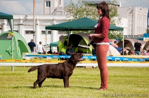 Титулованный Лабрадор для вязок #1180902