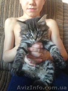 Отдам даром котят 1, 5 мес. #1172062