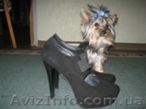 Подрощенный йорк мальчик 10мес-1кг. #1179386