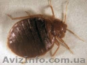 Дезинсекция,  дератизация,  дезинфекция #1181248