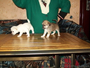 Подаю щенков болонок. #1179596