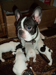 Продам щенков-французиков,  маленьких бульдожек. #1178545