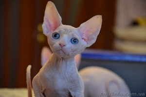 Продам кошечку Канадского сфинкса. #1180749