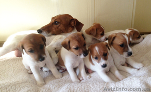 Продаются щенки Джек Рассел Терьера (Парсон).  #1171146