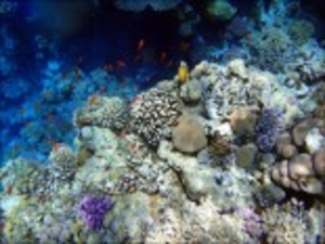 Полимерные декор полы #1191339