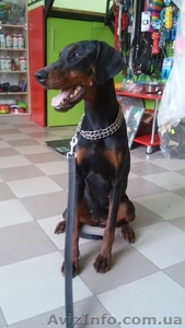 Отдам доберманов #1192857