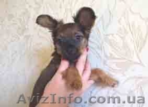 Той-терьера длинношерстного     щенок #1185585