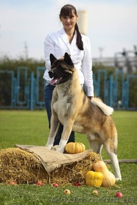 Приглашение на вязку #1189580