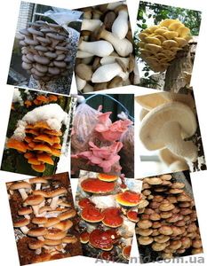 Продам мицелий шампиньона (печериці),  вешенки  (гливи),  шиитаке #1190868