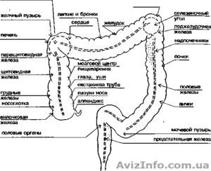 Гидроколонотерапия с озонированием #1183904