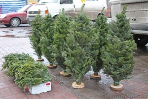 Продажа новогодней сосны. Опт. #1185931