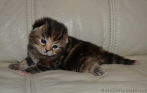 Вислоухая мраморная девочка #1195939