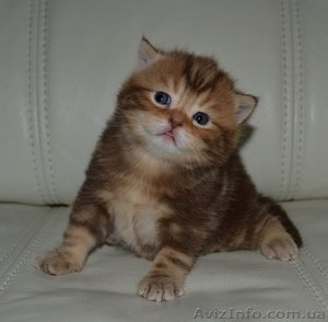 Шоколадный мраморный мальчик #1195944