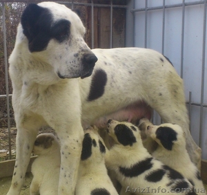 Продам щенков Алабая с документами FCI #1193848