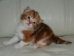 Шоколадная мраморная черепашка биколор #1195942