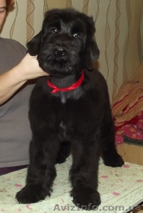 Питомник Предлагает щенков Черного Терьера с родословной #1195361
