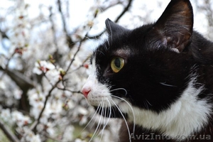 Шелковистая чёрно-белочка Варя ищет дом #1188420