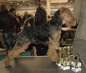 вельштерьера щенки #1188630