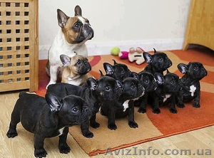 Вязка собак  #1185621