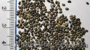 Купить семена чиа Полтава Глобино #1191132