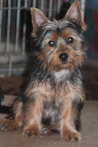 Австралийский силки терьер #1196092