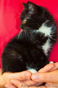 Котенок БЕСПЛАТНО #1195567