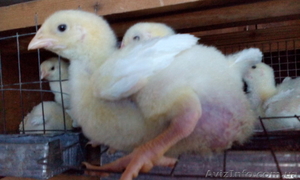 Цыплята бройлер, подрощенные,  самые низкие цены! #1163130