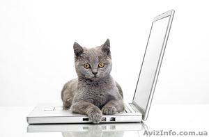 Фотосьемка животных в Киеве. Фото кошек,  собак! #1196619