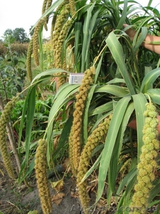 Корм для попугаев, амадин,  астрильдов, канареек и др.декоративных птиц.       #1184953