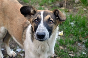 Собака Стейси,  средне-крупная охранница,  стерилизованная #1189330